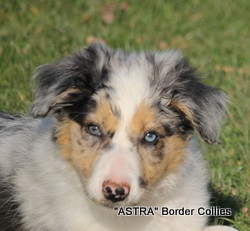 Blue Merle Male border collie puppy
